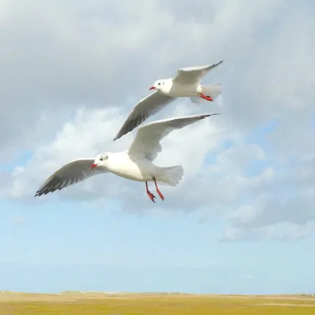 Haus Antje * Sankt Peter-Ording